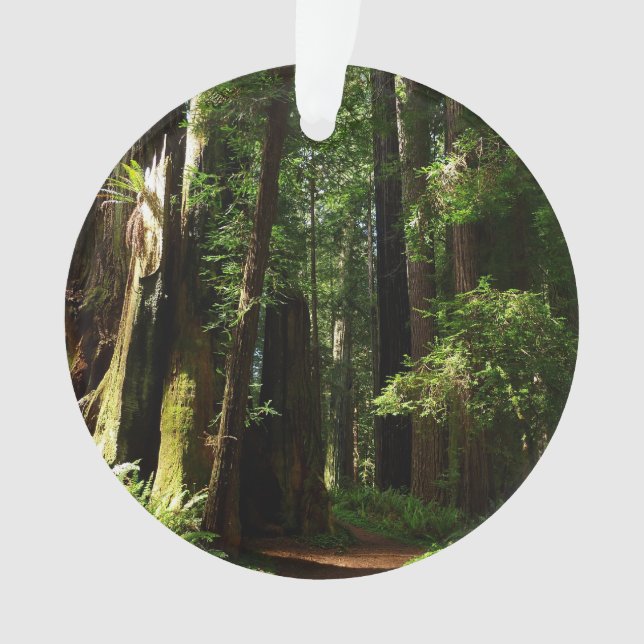Redwoods und Ferns im Redwood-Nationalpark Ornament (Vorderseite)