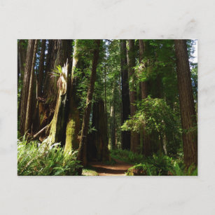 Redwoods und Ferns im Redwood-Nationalpark Postkarte