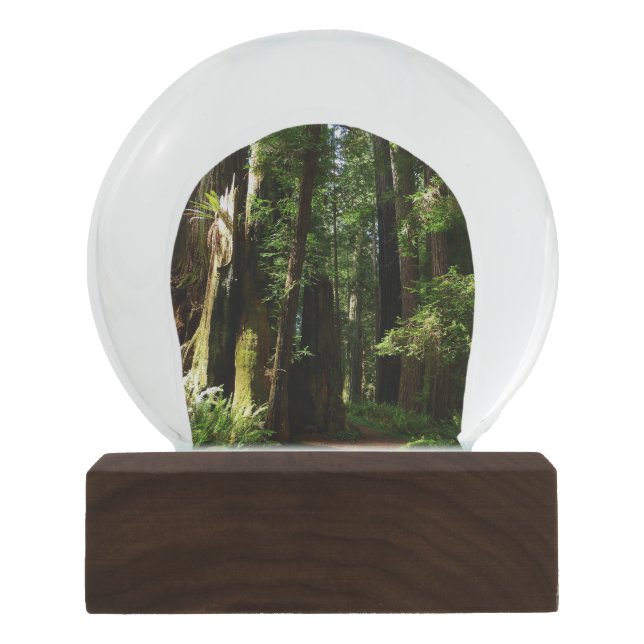 Redwoods und Ferns im Redwood-Nationalpark Schneekugel (Vorderseite)