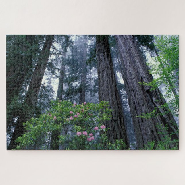 Redwoods und Rhododendren (Horizontal)