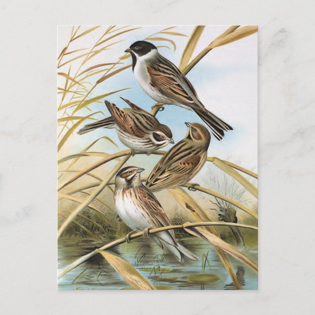 Reed Buntings Vintag Bird Illustration Postkarte (Vorderseite)