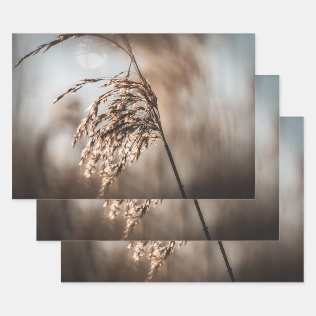 Reed Nature Foto Geschenkpapier Set (Set)