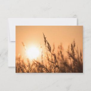 Reed Sunset Nature Foto Card