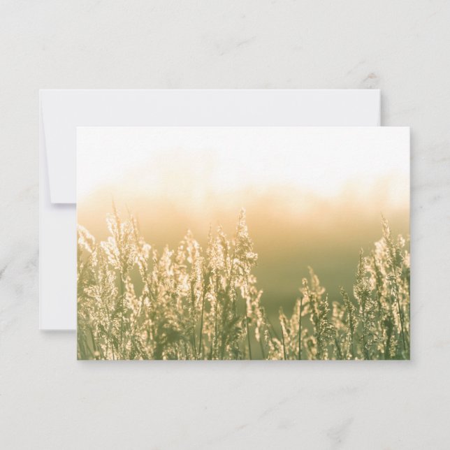Reed Sunset Nature Foto Card (Vorderseite)