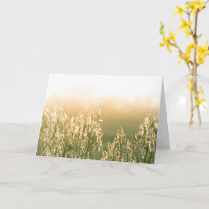 Reed Sunset Nature Foto Karte
