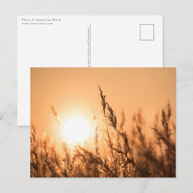 Reed Sunset Nature Foto Postkarte (Vorne/Hinten)