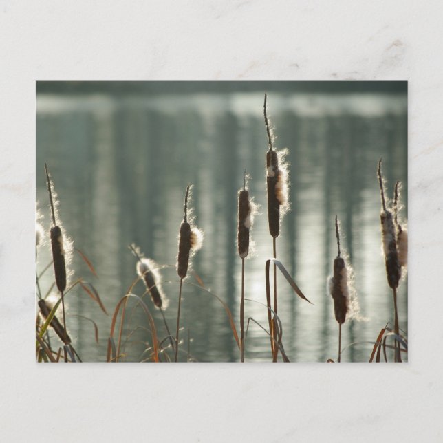 Reedmaces Postcard Postkarte (Vorderseite)