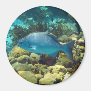 Reef Fish Magnet