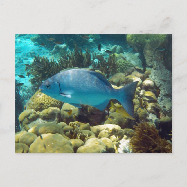 Reef Fish Postkarte (Vorderseite)