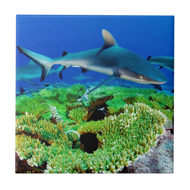 Reef Shark Fotos Fliese (Vorderseite)
