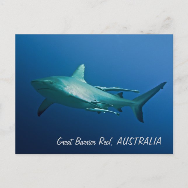 Reef Shark Postcard Postkarte (Vorderseite)