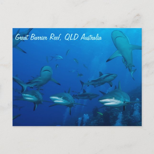 Reef Shark Postcard Postkarte (Vorderseite)