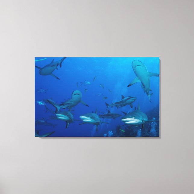 Reef Shark Wrapped Canvas Leinwanddruck (Vorderseite)