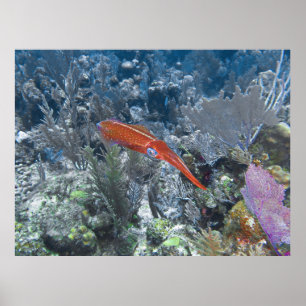 Reef Tintenfisch Poster