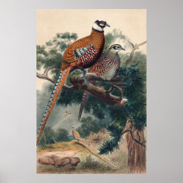 Reeves Pheasant von Joseph Wolf Poster