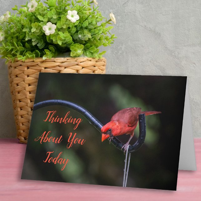 Réfléchir à votre carte de voeux d'aujourd'hui (Thinking of You card with Red Cardinal.)