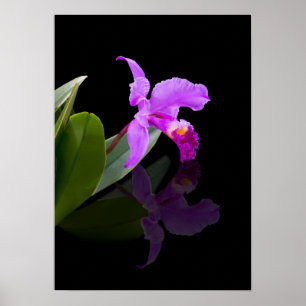 Reflection Beauty Orchid Poster