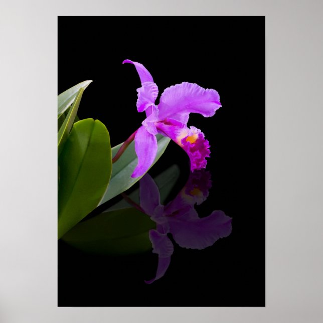 Reflection Beauty Orchid Poster (Vorne)