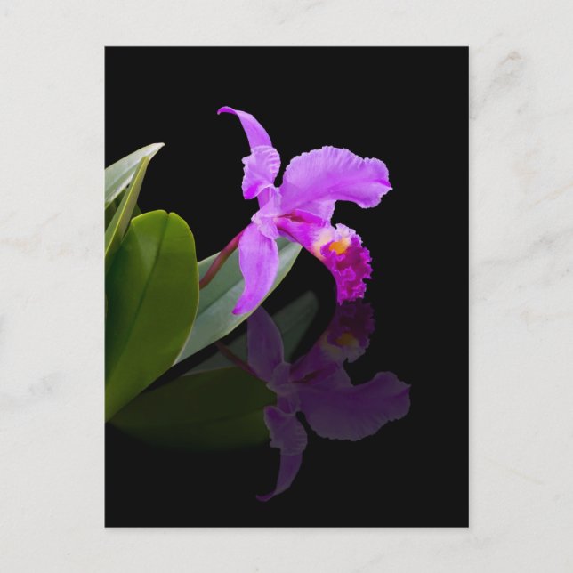 Reflection Beauty Orchid Postkarte (Vorderseite)