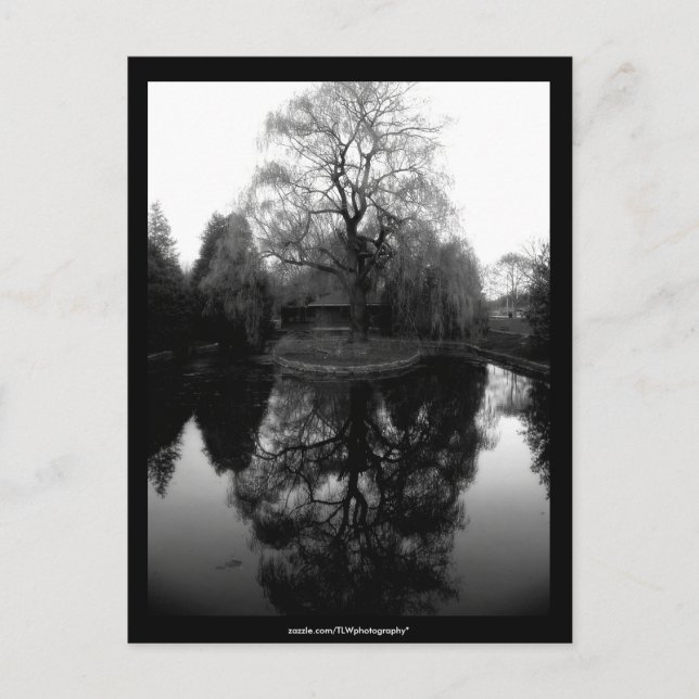 Reflection Willow black&white - Postcard Postkarte (Vorderseite)