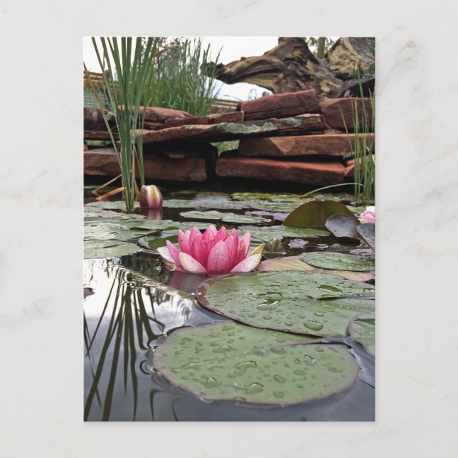 Reflections Pink Water Lilies Fotografie Postkarte (Vorderseite)