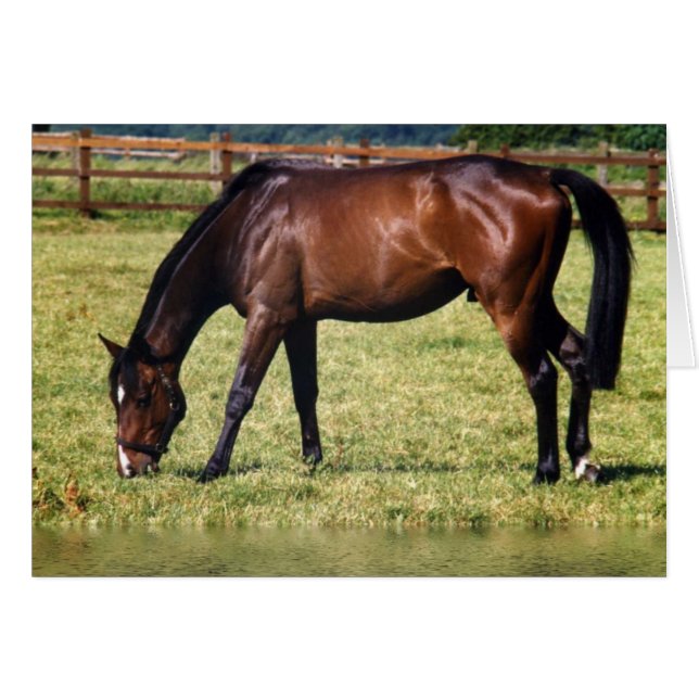 Reflektierende Bucht (Vorderseite (Horizontal))