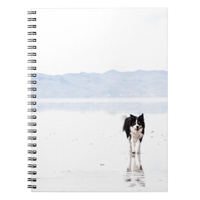 Reflektierte Border-Collie Notizblock (Vorderseite)