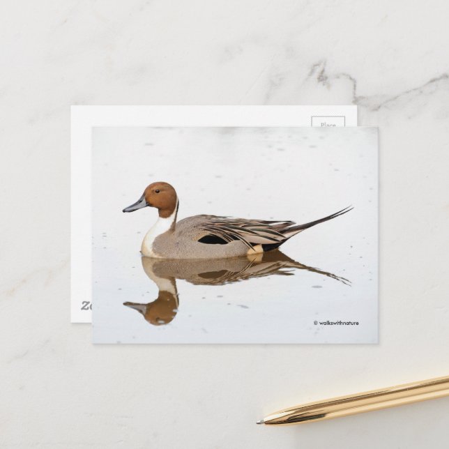 Reflektionen einer Nördlichen Nadelente Postkarte (Vorderseite/Rückseite Beispiel)
