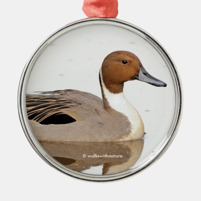 Reflektionen einer Nördlichen Nadelente Silbernes Ornament (Vorne)