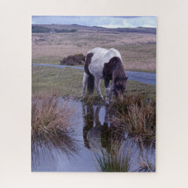 Reflektionen of a Pony Dartmoor National Park