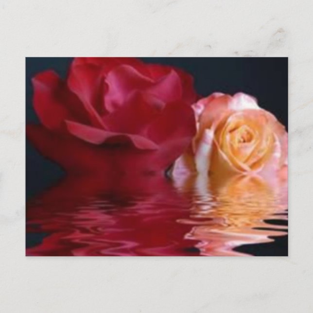 Reflektive Rose Postkarte (Vorderseite)