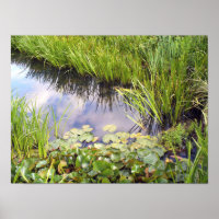 Reflexion des Himmels im See mit Lilien