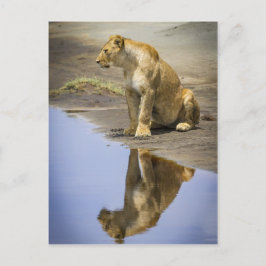 Reflexion einer Lügnerei Postkarte