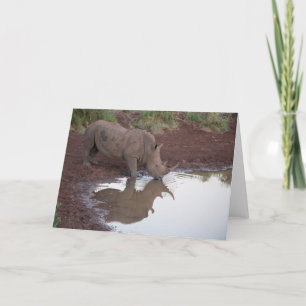 Reflexionen: Nashorn-Postkarte Karte