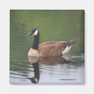 Réflexions de l'oie canadienne Nature Magnet photo