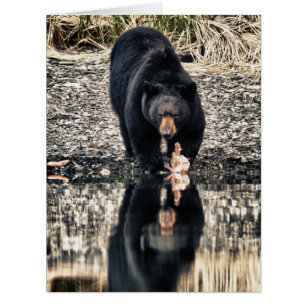 Réflexions de l'ours noir