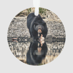 Réflexions de l'ours noir