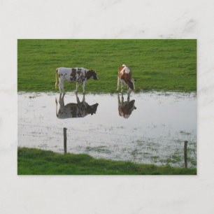 Réflexions des vaches dans la carte postale de l'e