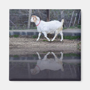 Réflexions d'une chèvre blanche, aimant