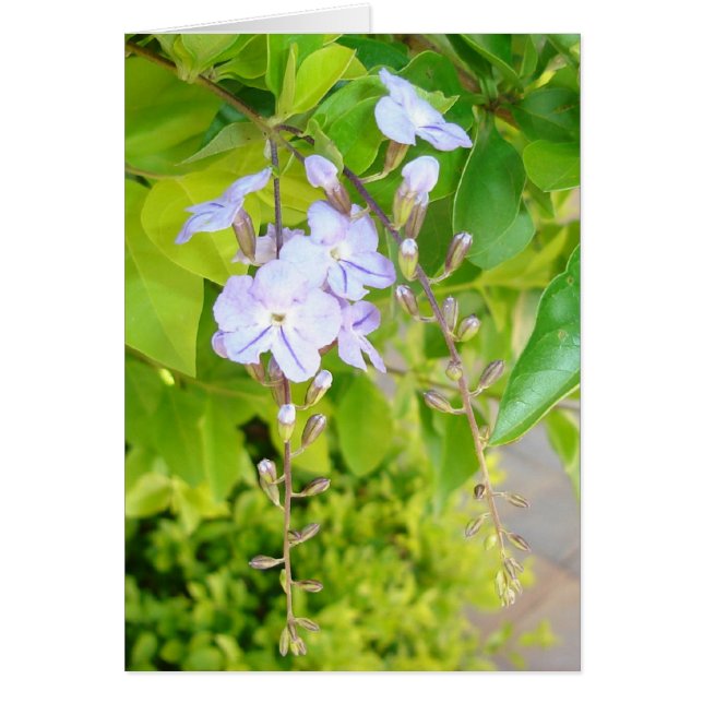 Réflexions sur le printemps v2 (Devant)