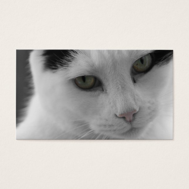 Réflexions sur les chats (Devant)