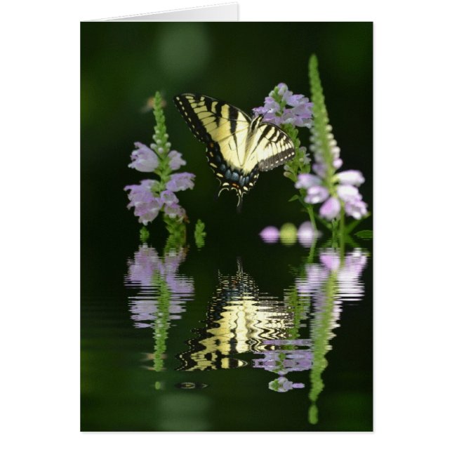 Réflexions sur les papillons (Devant)