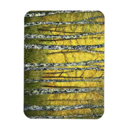 Refrigerator Magnet - Acadia Forest of Birch Trees