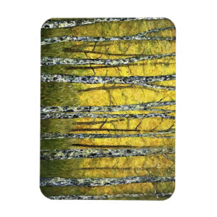 Refrigerator Magnet - Acadia Forest of Birch Trees