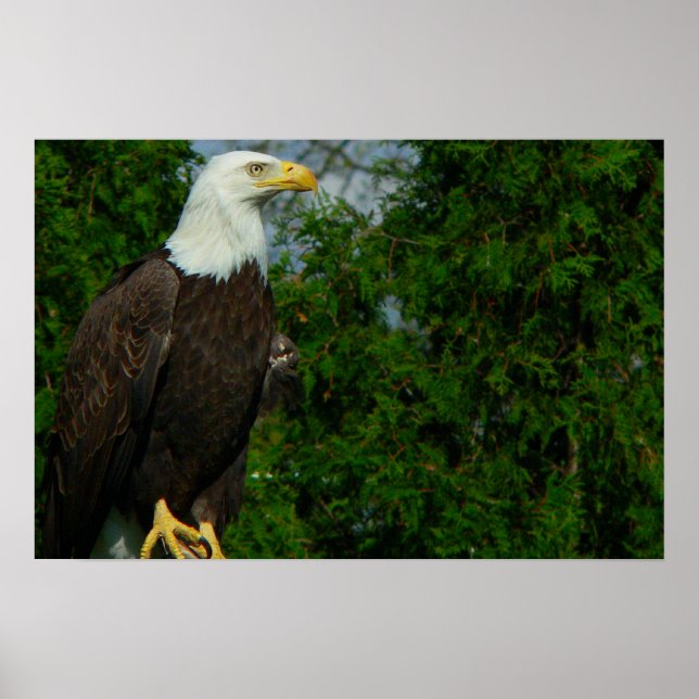 Regal American Bald Eagle Poster (Vorne)