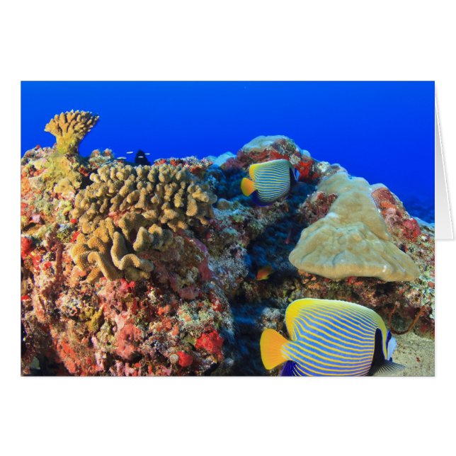 Regal Angelfish Pygoplites diacanthus), (Vorderseite (Horizontal))