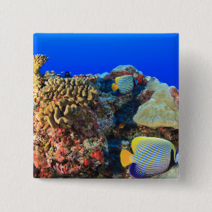 Regal Angelfish Pygoplites diacanthus), Button