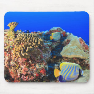 Regal Angelfish Pygoplites diacanthus), Mousepad