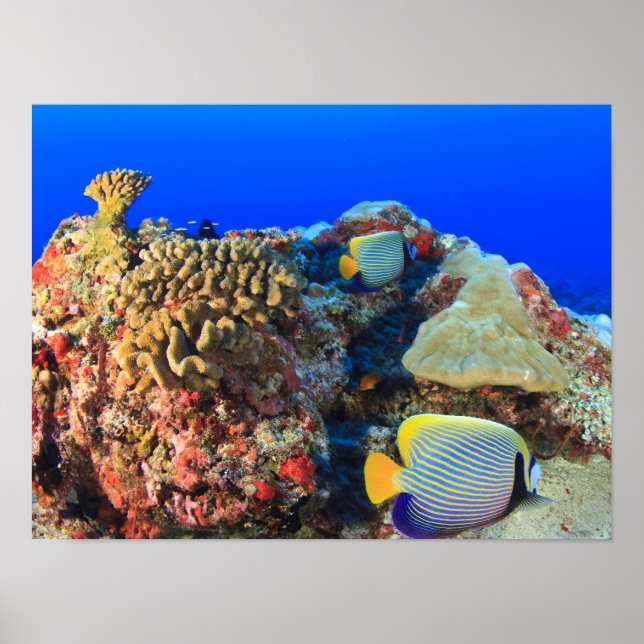 Regal Angelfish Pygoplites diacanthus), Poster (Vorne)