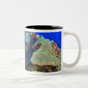 Regal Angelfish Pygoplites diacanthus), Zweifarbige Tasse